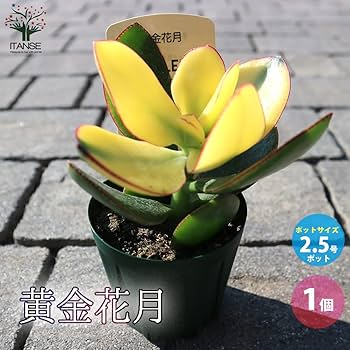 ㊹心を明るくしてくれる＊*大判黄金花月＊抜き苗 ㊹心を明るくしてくれる＊*大判黄金花月＊抜き苗